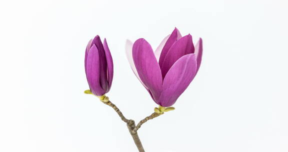两朵紫玉兰开花在白色背景上的的延时