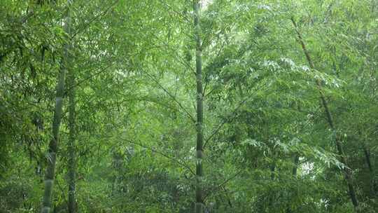 下雨天茂密的竹林枝叶繁茂生机勃勃的景象