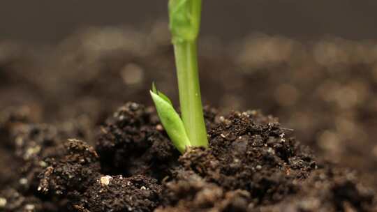 种子生根发芽植物生长生命生长