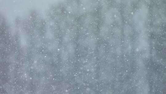 飘雪自然景观雪花中雪大雪雪天雪景冬季