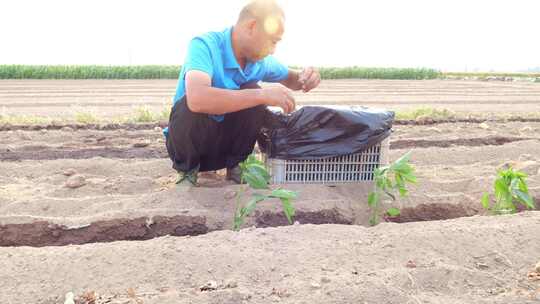 辣椒苗 辣椒种植 三农