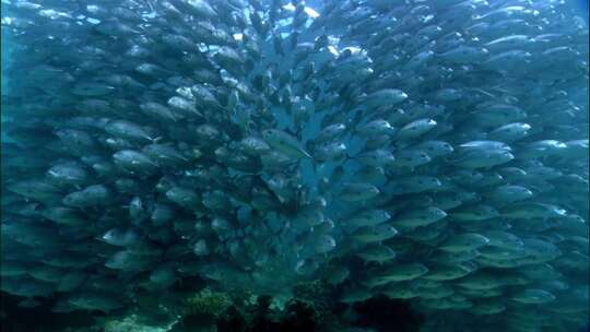 海洋生物海龟鱼群潜水