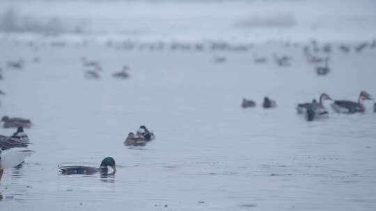 冬季湖面上野生绿头鸭和大雁在自由飞翔觅食
