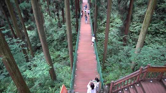 峨眉山 七里坪 公园 森林 