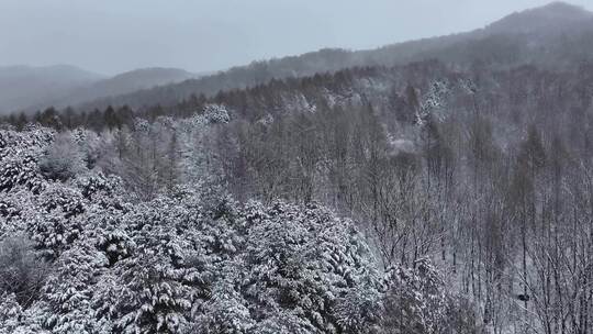 航拍东北下暴雪林海雪原威虎山