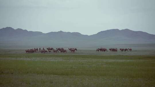草原上的骆驼视频素材模板下载