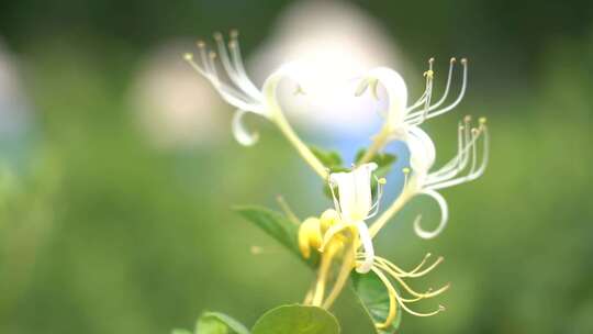 金银花 金银花种植 金银花收获