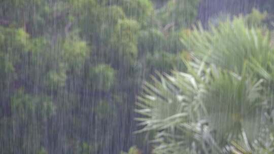 热带暴雨在棕榈树的绿色森林背景下的丛林