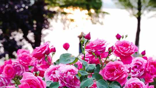 公园里唯美的玫瑰花