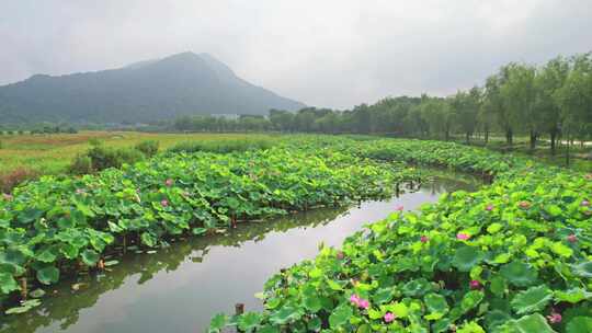 杭州湘湖十里荷塘风景航拍