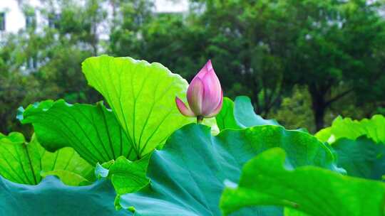 夏天荷花池塘