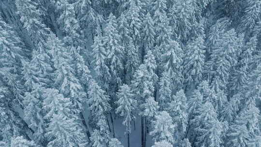 雪暴冬季空中白树新鲜雪的冷杉森林景观