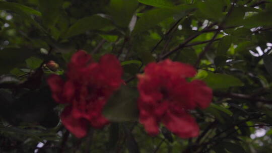 植物森林治愈雨水唯美意境清新自然