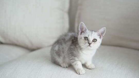 可爱的美国短发小猫在沙发上玩4