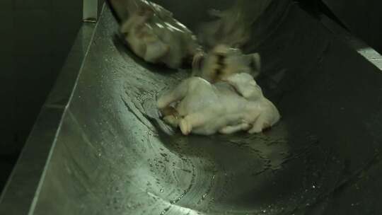 流水线工厂加工 鸡肉 视频素材模板下载