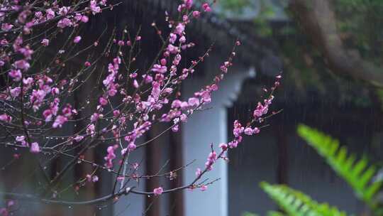 杭州西湖郭庄雨天梅花风景