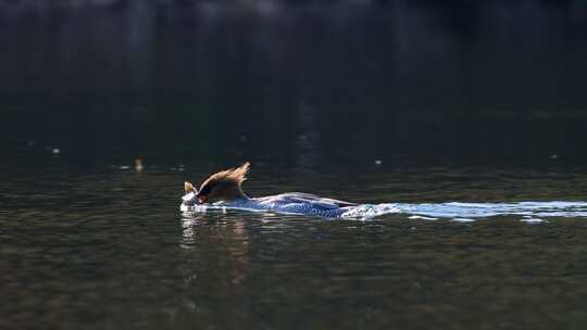 中华秋沙鸭抓泥鳅、一级保护动物中华秋沙鸭