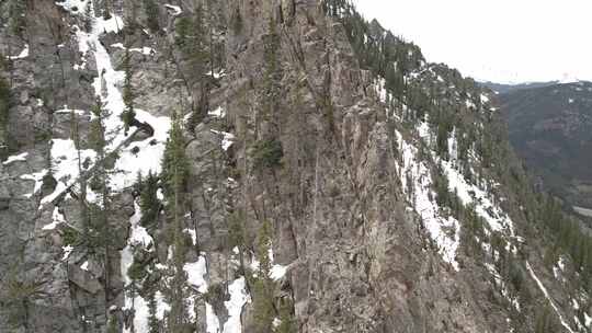 雪山上的松树