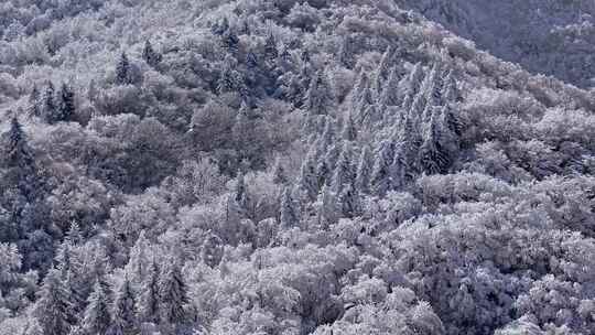 秦岭森林雾凇雪景