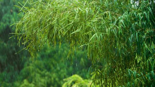 热带森林暴雨的长镜头