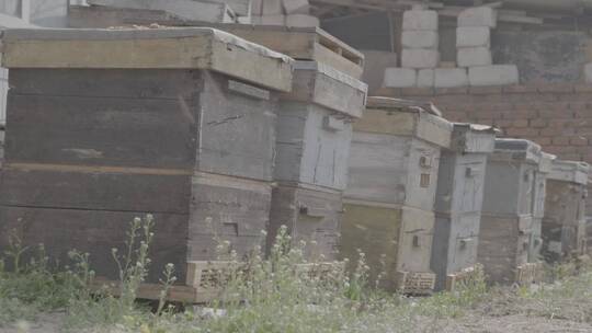 养蜂人的蜂箱LOG视频素材模板下载