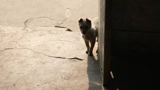 中华田园犬