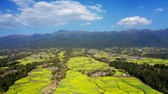 高山下的乡村金黄油菜花田