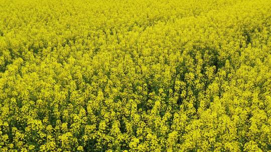 黄灿灿的色彩在阳春三月的农田