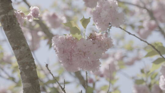 春天桃花锦簇