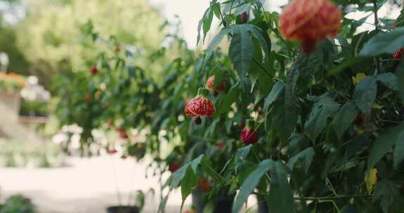 Abutilon Pictum，花园，花