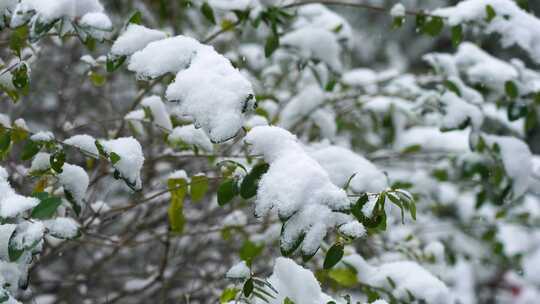 冬天雪天树枝树叶被雪覆盖的风景