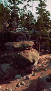 森林顶上的一组大石头