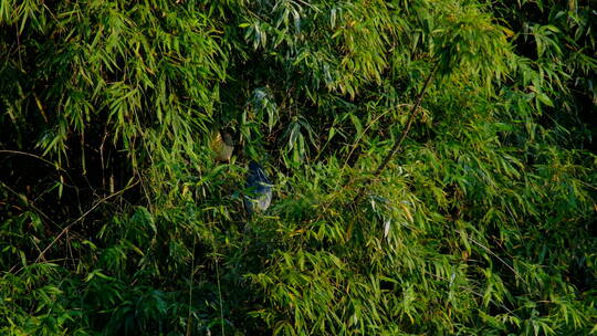 停在枝头上的池鹭夜鹭