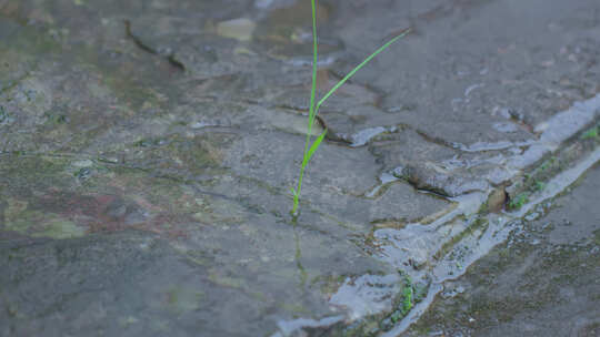 雨天屋檐小草视频素材模板下载