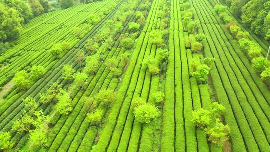 茶园种植园