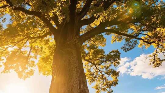 阳光下参天大树自然风光