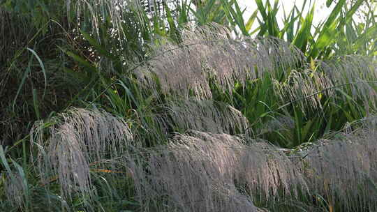 芦苇 狗尾巴草 芦花 阳光 空镜 实拍