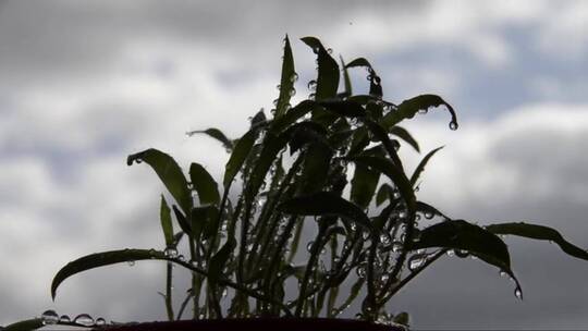 雨滴滴落在植物上