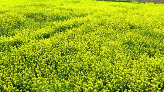 4k航拍春天乡村农田金色油菜花田野