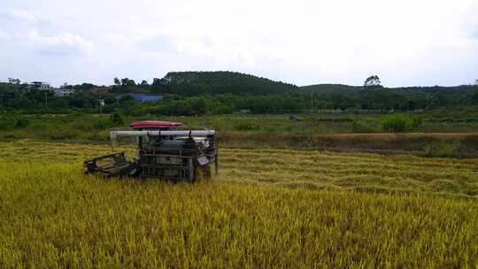 航拍韶关浈江区茶山人工改造田秋收