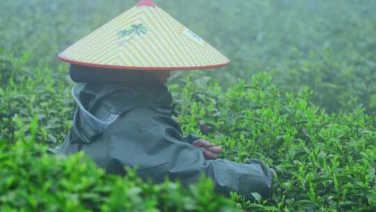 毛尖春茶白茶绿茶茶叶手工茶采摘