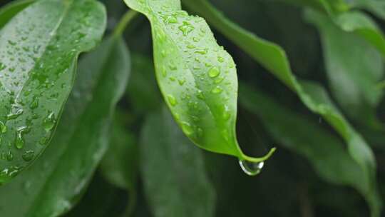 下雨天桂花树金桂八月桂花植物水滴升格