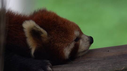 树上睡觉的小熊猫头部