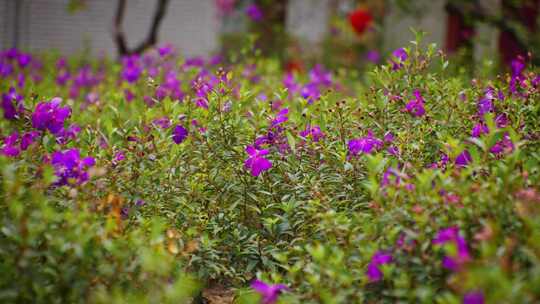 花园紫色花朵视频素材模板下载