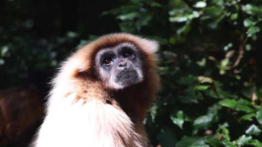 Gibbon，猴子，南非，毛皮