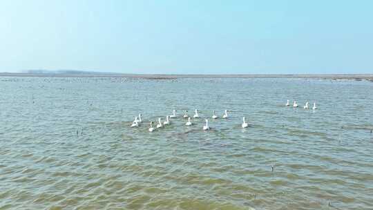 岳阳东洞庭湖保护区候鸟迁徙