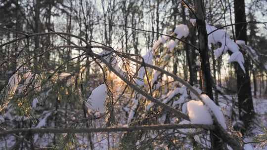 航拍特写被大雪覆盖的森林鹅毛大雪雾凇