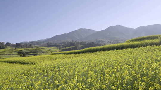 山间油菜花海田园风光