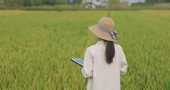 女农民稻田里拿着平板电脑