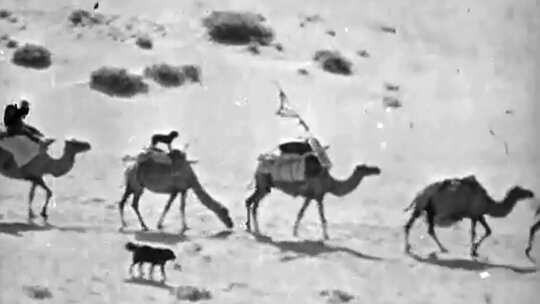 马帮 商队 驼队 茶马古道 上世纪三四十年代